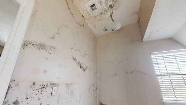 Best Crawl Space Mold Remediation  in Chanhassen, MN