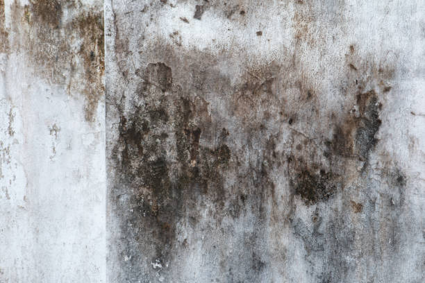Best Attic Mold Removal  in Chanhassen, MN