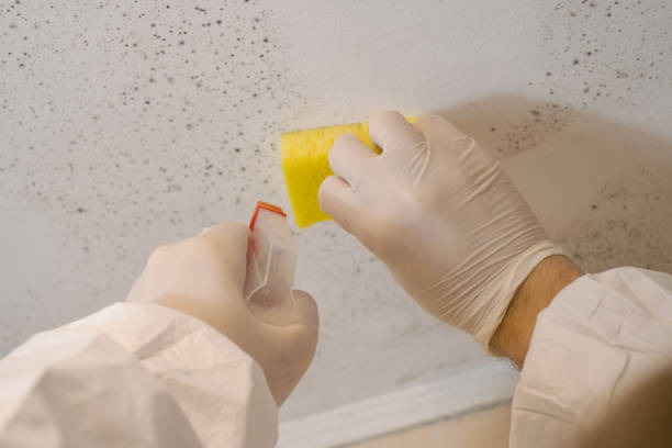 Chanhassen, MN Mold Removal Company