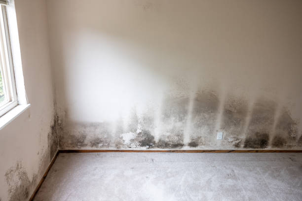 Best Mold Documentation for Insurance Claims  in Chanhassen, MN