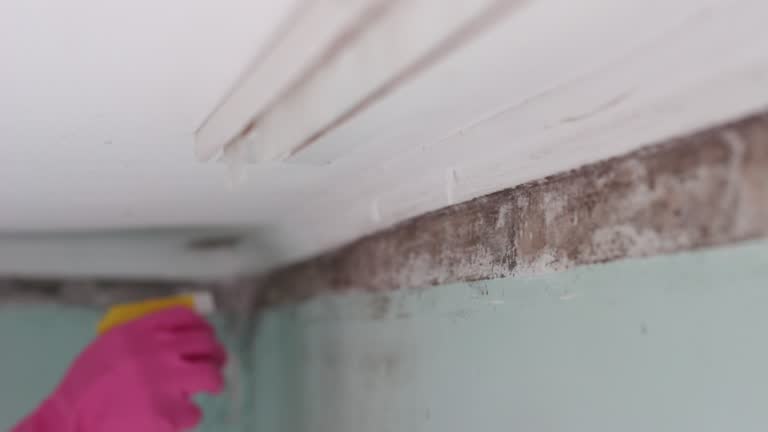 Best Crawl Space Mold Remediation  in Chanhassen, MN